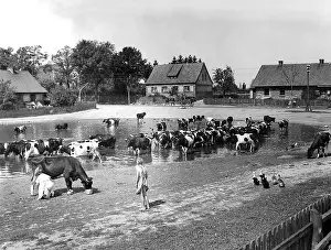 Milking: Village pond in Kniprode