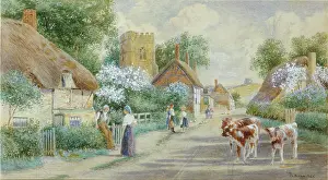 Calves: Village Scene ' with calves on the road