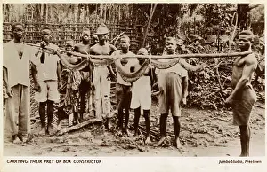 Constrictor: Villagers in Sierra Leone with a captured Boa Constrictor
