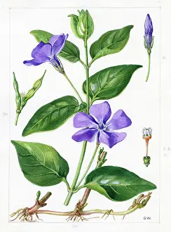 Gwen: Vinca major - greater periwinkle