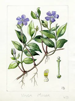 Periwinkle: Vinca minor - lesser periwinkle