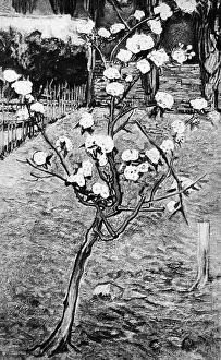 Gogh: Vincent van Gogh
