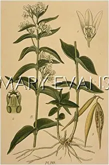 Antidote: VINCETOXICUM OFFICINALE