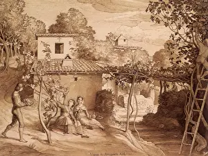 Vines: The Vine of the Archpriest in Olevano