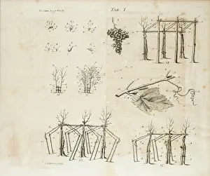 Boetius: Vine cultivation (viticulture)