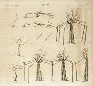 Boetius: Vine cultivation (viticulture), II