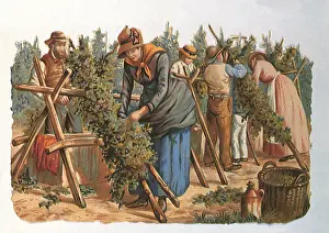 Vines: Vine Frames