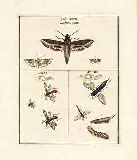 Dragonflies: Vine hawk-moth, dagger wasps and horntails