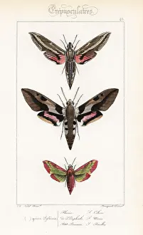 Pauquet: Vine hawkmoth, Mediterranean hawkmoth and