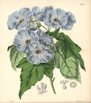 Abutilon: Vine-leaved sida, Sida (abutilon) vitifolia