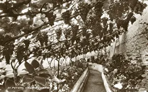 Sint: Vineries - St. Peter's, Jersey