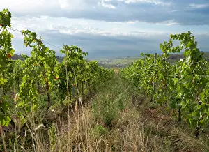 Hectares: Vines, Chateau de Javernand, Chiroubles, Beaujolais, France