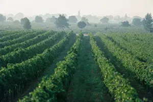 Margarethen: Vineyard