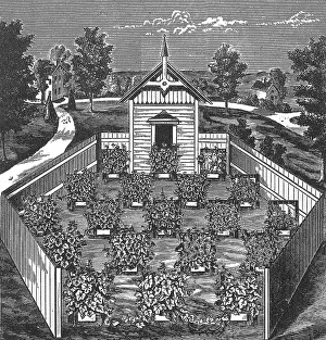 Hive: Vineyard Apiary and Swarming the Grapevines