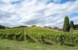 Grape: Vineyard, Aude, France
