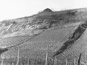 Vineyards: Vineyard with bunker