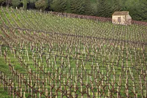 Calatafimi: Vineyard, Calatafimi-Segesta, province of Trapani