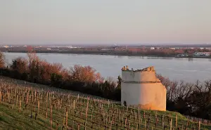 Superieur: Vineyard, Chateau d'Eyquem, Sauternes, Aquitaine, France