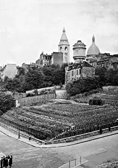 Viniculture: Vineyard on the Montmartre, 1942