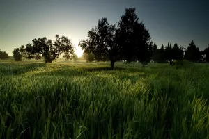 Battlefields: The Vineyard - near Kritihia