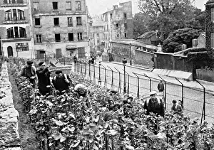 Viniculture: Vineyard plantation on Montmarte, 1941