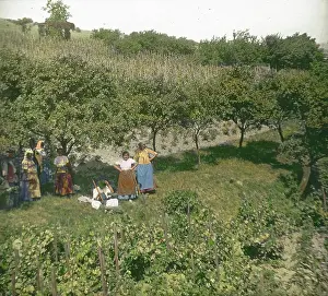 Sievering: Vineyard in Sievering