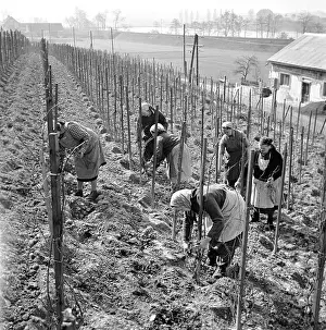 Saroch: Vineyard - wine - spring upkeeping