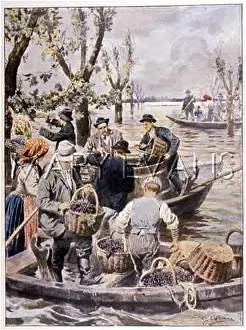 Enterprising: VINEYARDS FLOODED 1907