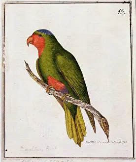 Parakeet: Vini australis, blue-crowned lorikeet