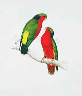 Parakeet: Vini kuhlii, Kuhl's lorikeet