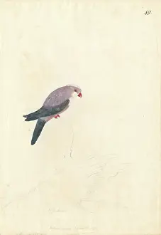 Lorikeet: Vini peruviana, blue lorikeet