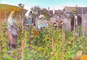 Winegrowing: During the vintage