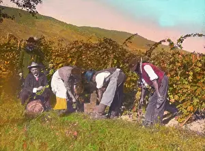 Winegrowing: During the vintage