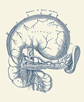 Folds: Vintage anatomy print features a diagram of the