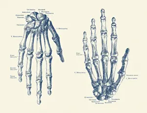 Showcasing: Vintage anatomy print features the hand of a human