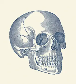 Orbital: Vintage anatomy print features the skull of a