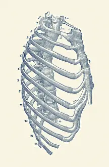 Numbering: Vintage anatomy print features the side view of