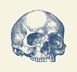 Sockets: Vintage anatomy print features a view of the human
