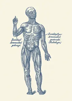 Described: Vintage anatomy print of a forward facing view