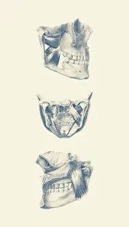 Showcasing: Vintage anatomy print of the human jaw from multiple