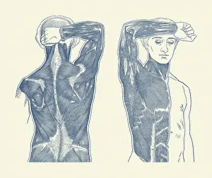 Torso: Vintage anatomy print showing a front and back
