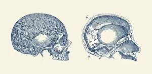 Vein: Vintage anatomy print showing the side and inside