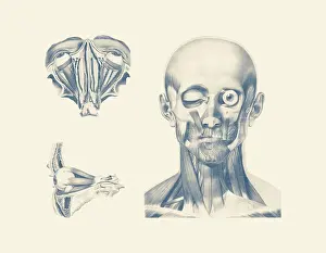 Nerves: Vintage anatomy print showing multiple views of