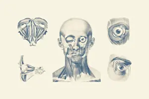 Nerves: Vintage anatomy print showing multiple views of