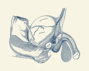 Gland: Vintage anatomy print showing a side view of the