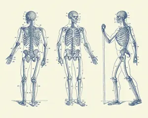 Directions: Vintage anatomy print of a skeleton facing three