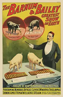 Barnum: Vintage circus poster of a trainer and his pigs
