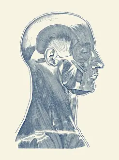 Tissue: Vintage diagram of the muscles located within
