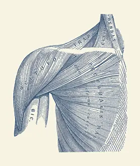 Pectoralis: Vintage diagram of the muscles within the upper