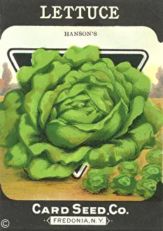 Packets: Vintage lettuce seed packet